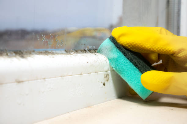 Best Mold Damage Repair  in Belleair Beach, FL