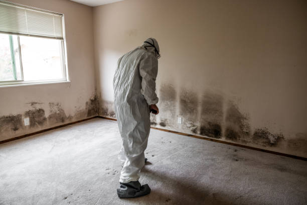 Office Mold Removal Services in Belleair Beach, FL